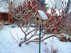 Vogelhuis in winter tuin